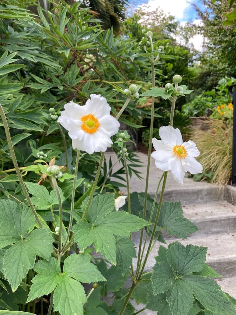 Anemone x hybrida 'Honorine Jobert' 03.jpeg