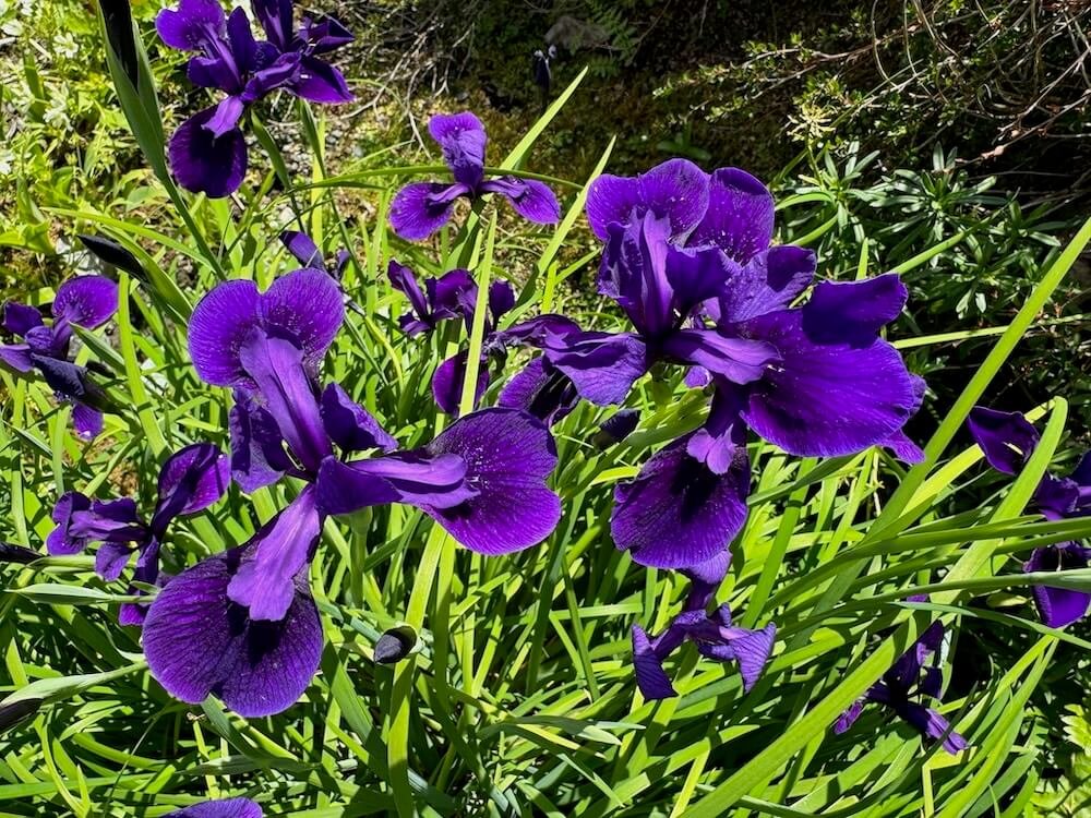 Iris chrysographes 03.jpeg