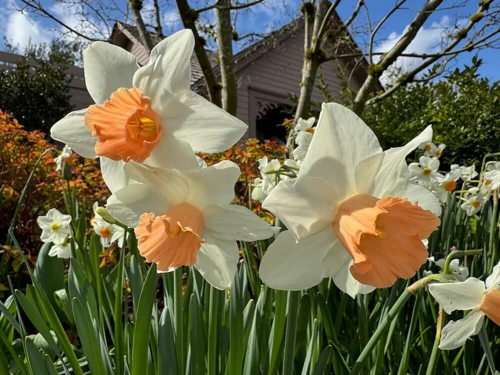 Narcissus  'Accent' 01.jpeg