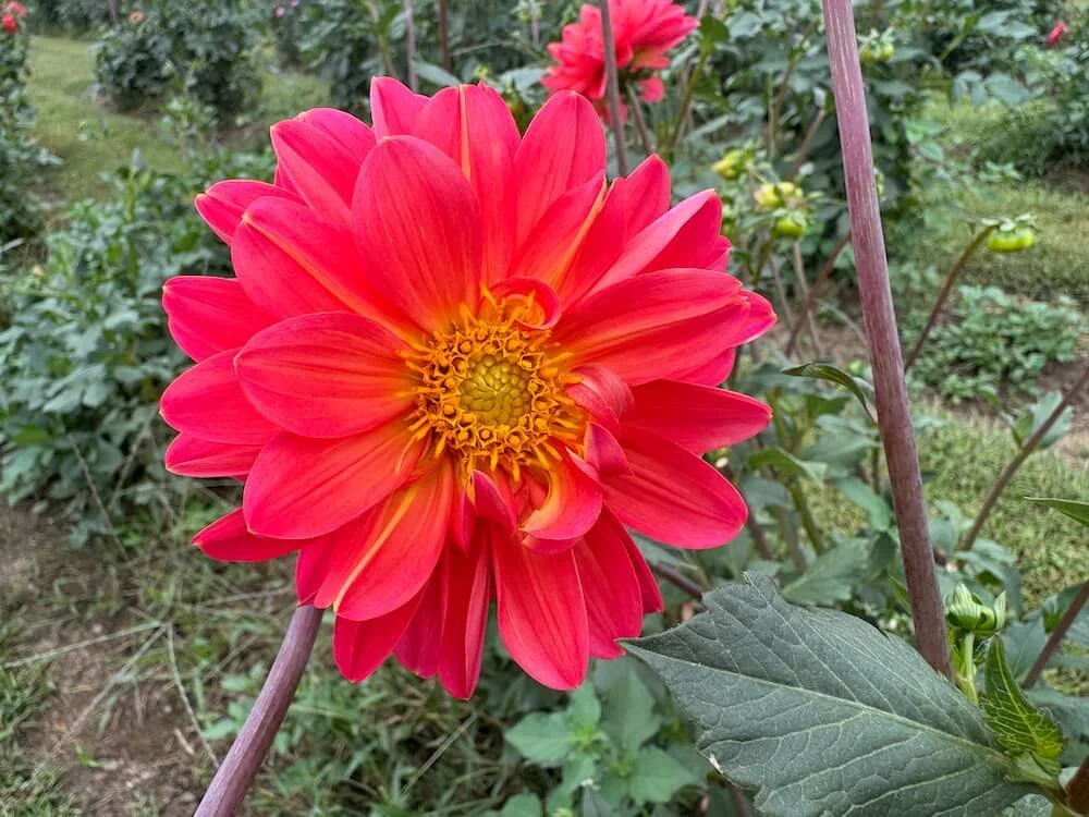Dahlia 'Miraflores' 03.jpeg