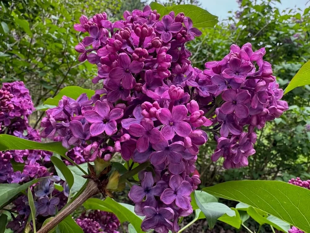 Syringa vulgaris 'Charles Joly' | Charles Joly Lilac