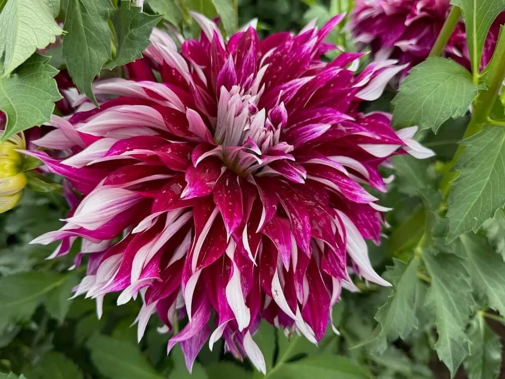 Dahlia 'My Hero' | My Hero Dahlia