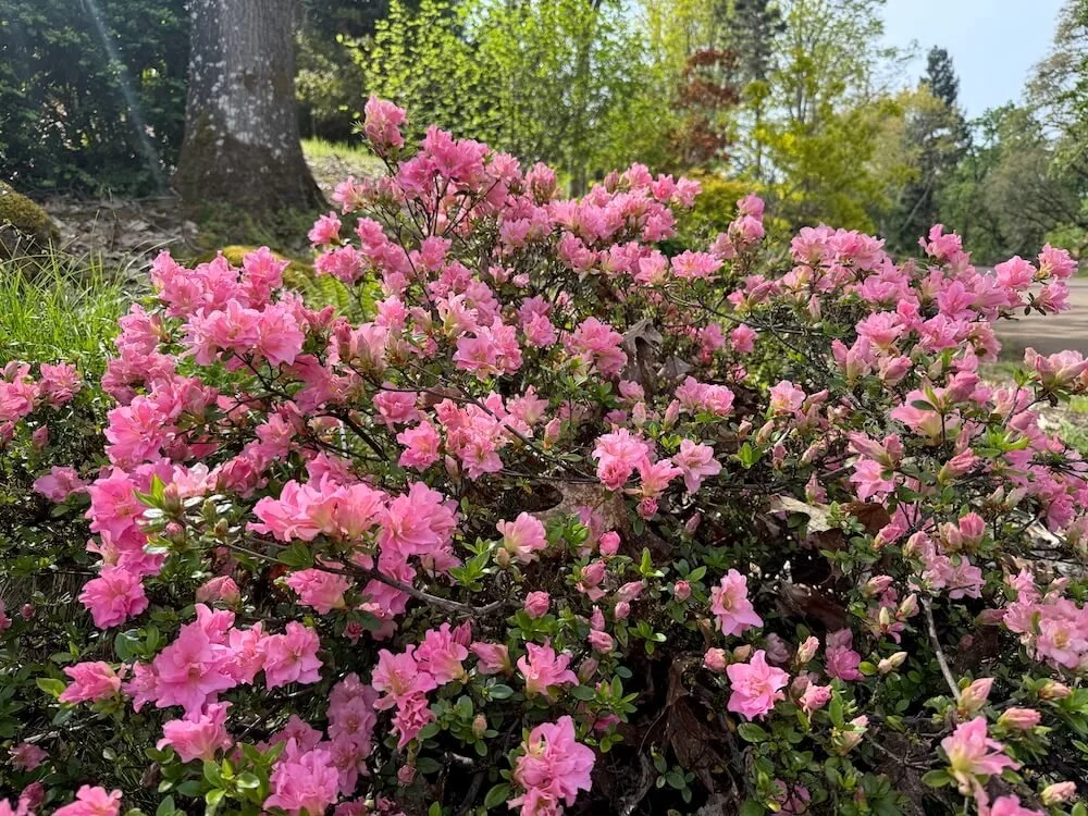 Rhododendron x 'RLH1-2P8' 03.jpeg