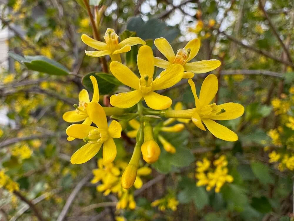 Ribes aureum 01.jpeg