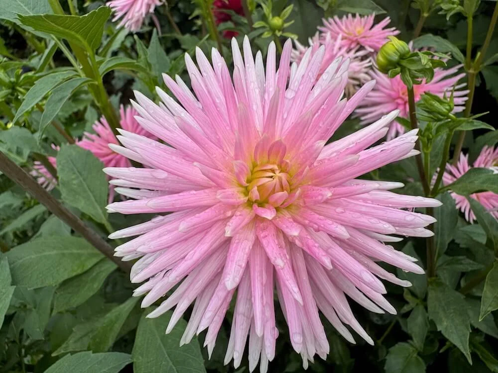 Dahlia 'En Pointe' 03.jpeg
