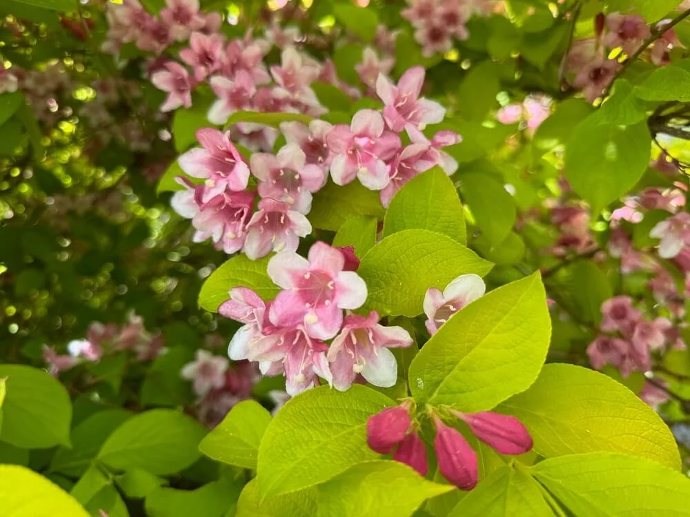 Weigela 'Looymansii Aurea' 04.jpeg
