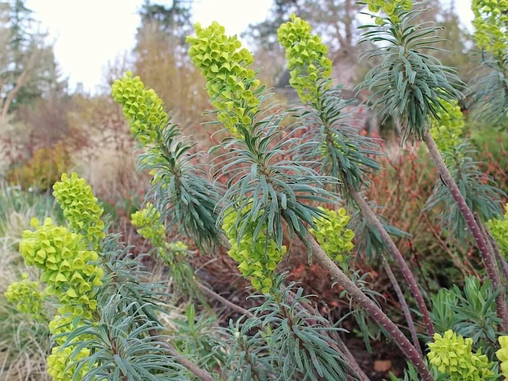 Euphorbia characias 'Bruce's Dwarf' 03.JPG