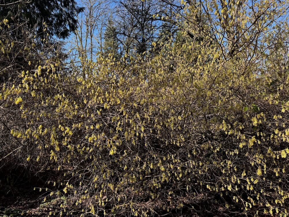 Corylopsis sinensis var. calvescens f. veitchiana 03.jpeg
