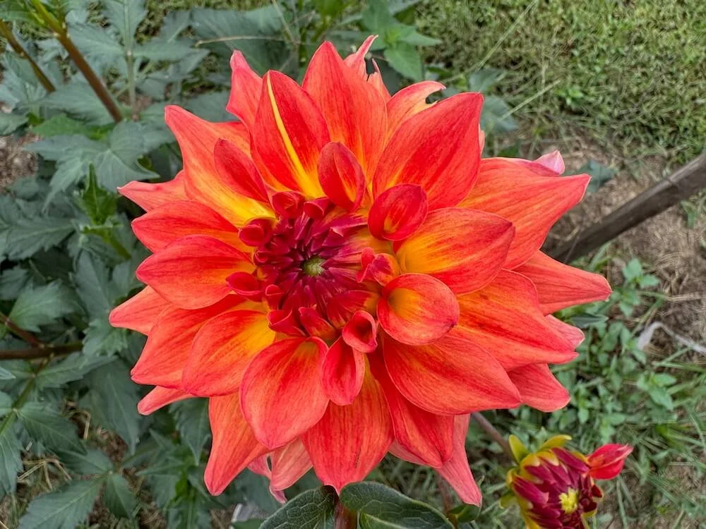 Dahlia 'Brenda's Orange' 02.jpeg