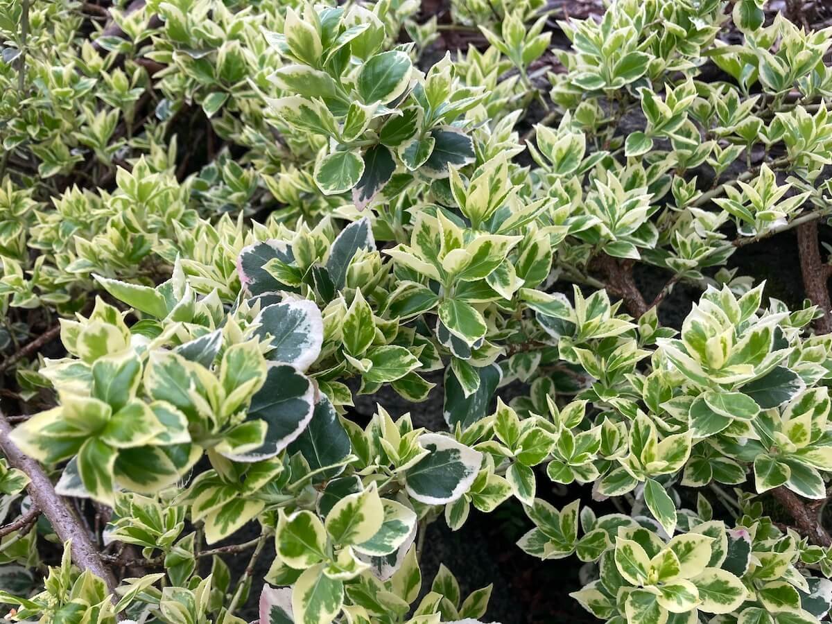 Euonymus fortunei 'Emerald Gaiety' 04.jpeg
