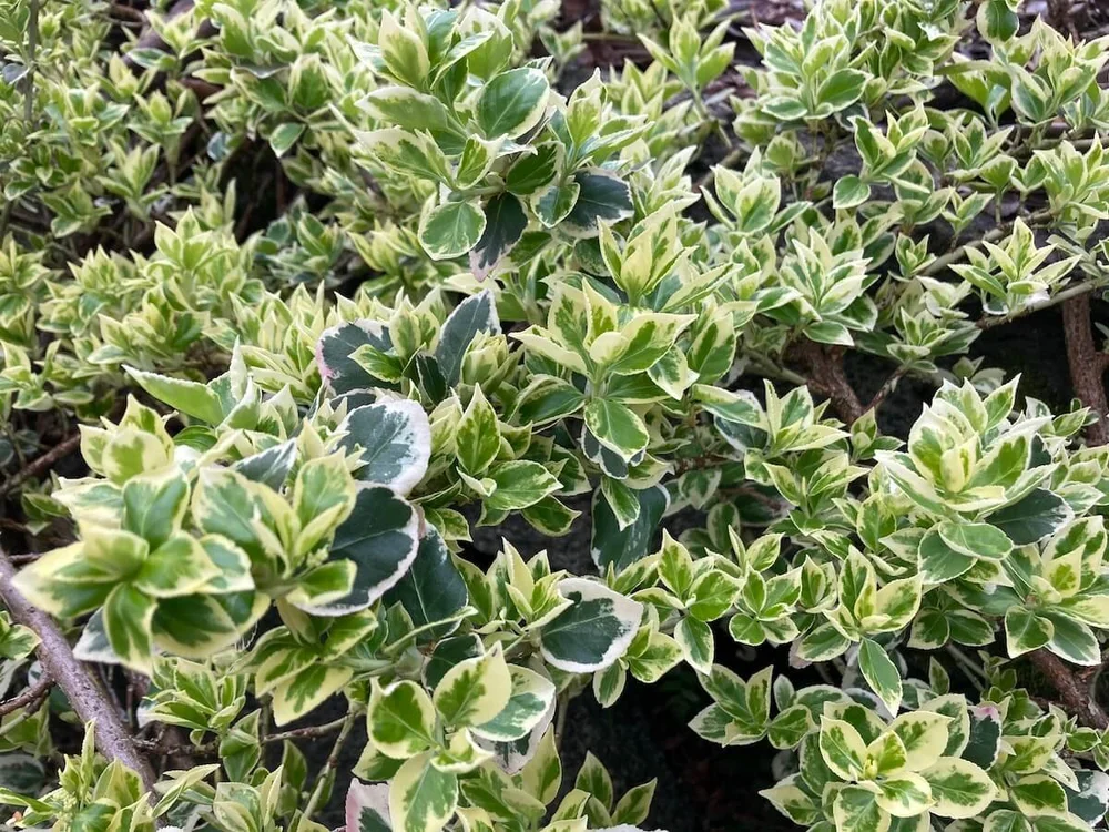 gutschein plants are purple Variegated Purple Passion Plant main image 0