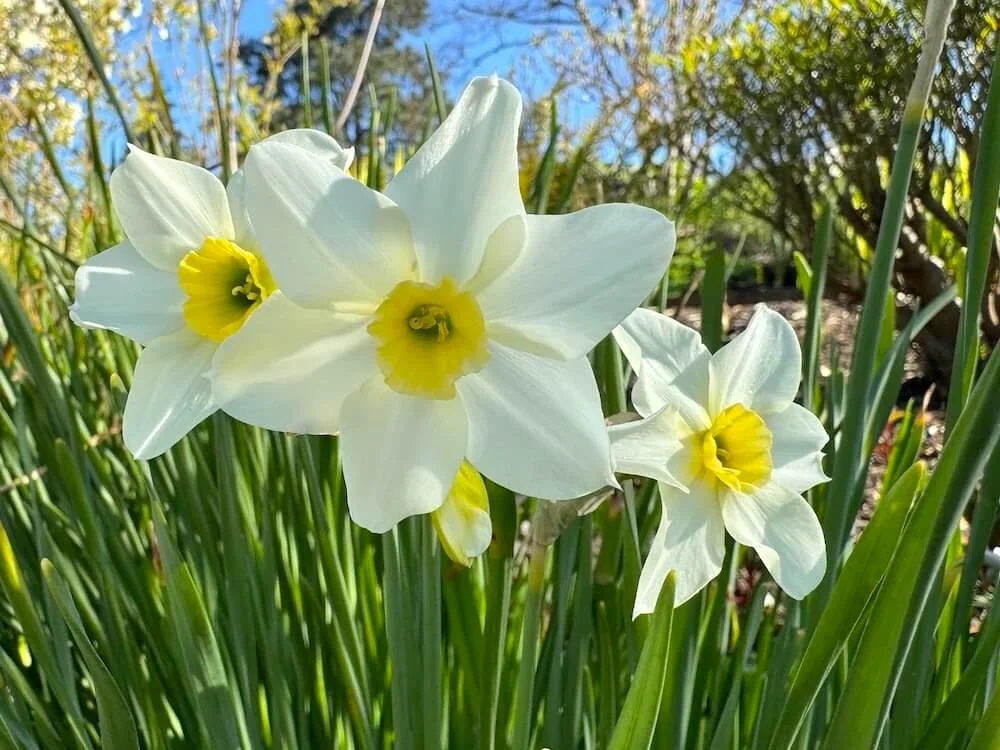 Narcissus 'Lieke' 01.jpeg