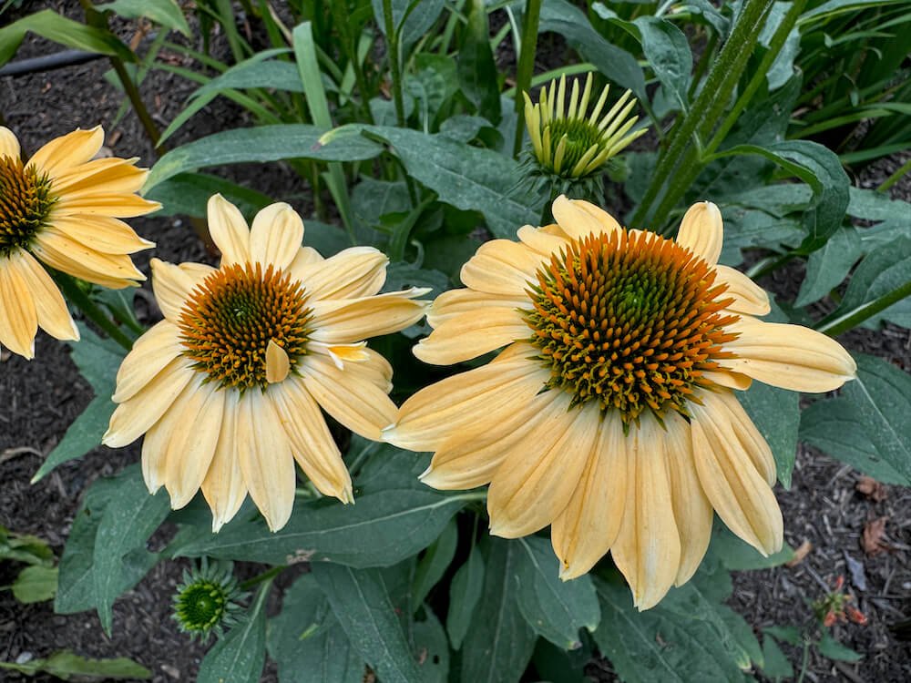 Echinacea 'Cheyenne Spirit' 03.jpeg