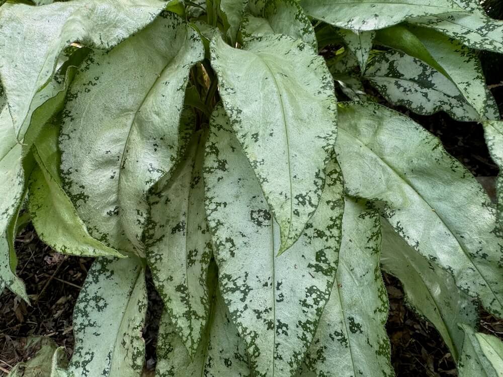 Pulmonaria saccharata 'Excalibur' 02.jpeg