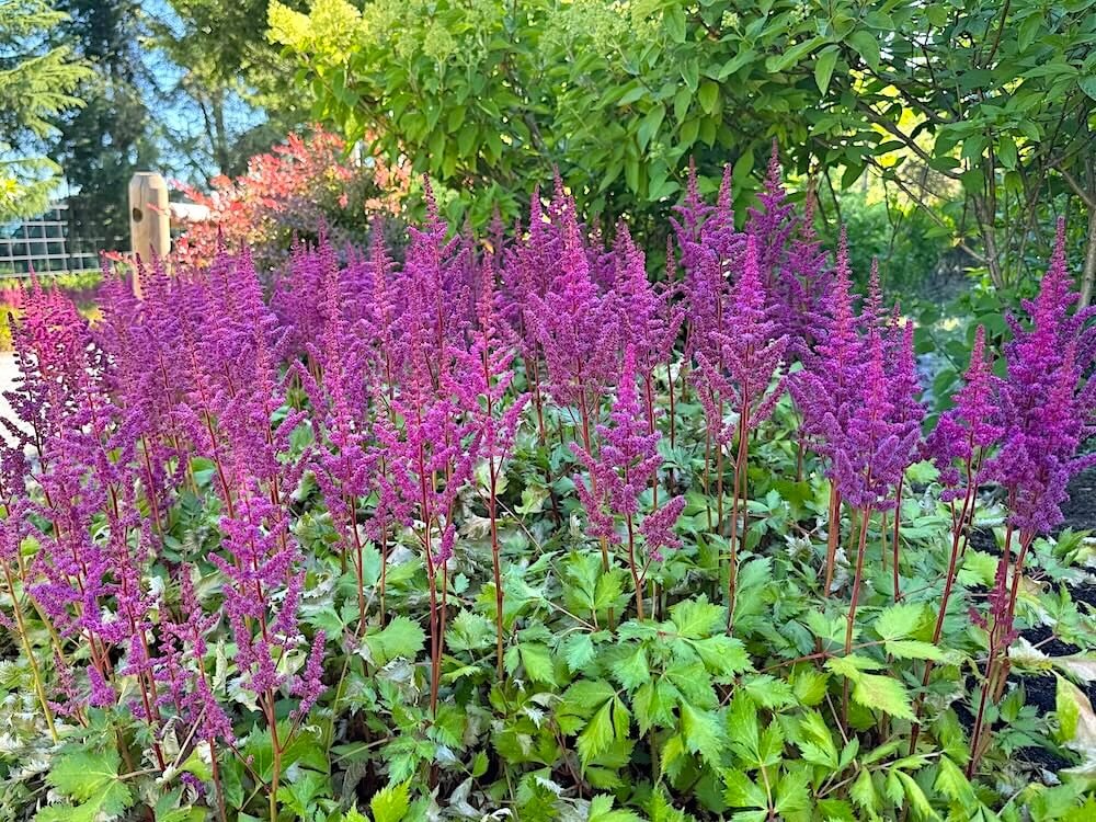 Astilbe chinensis 'Vision in Red' 01.jpg
