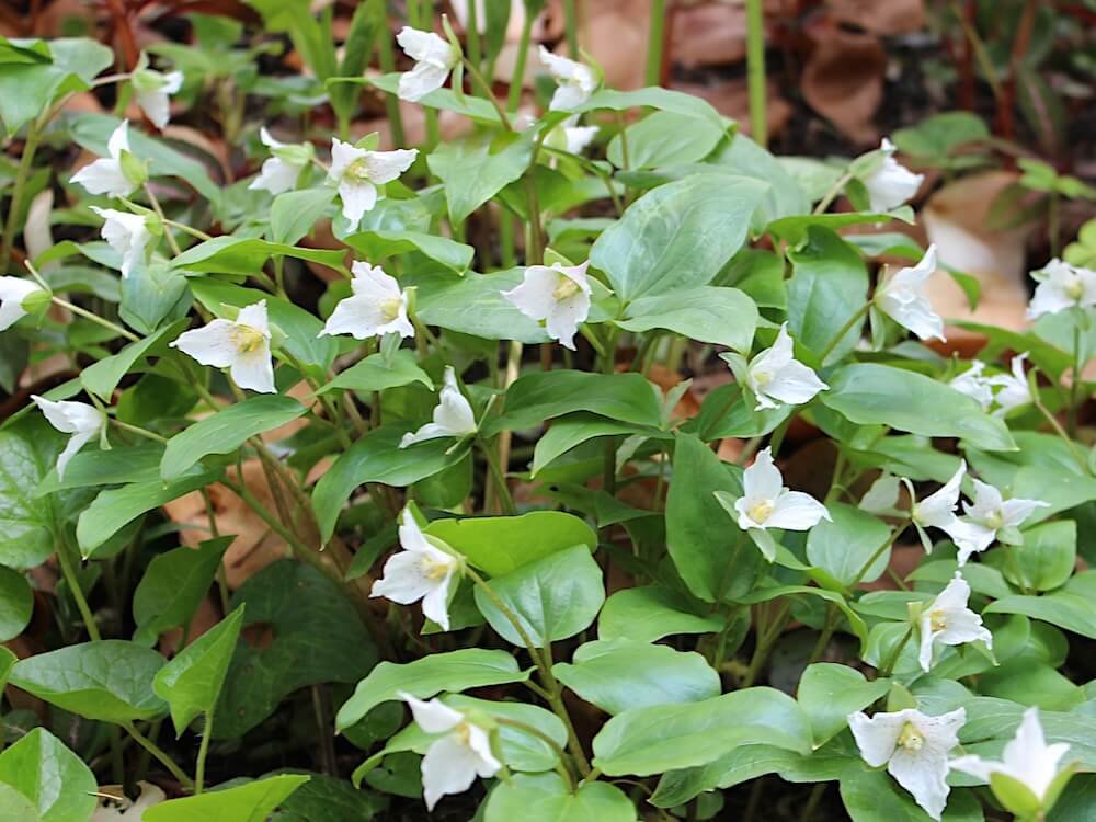 Pseudotrillium rivale 03.jpeg