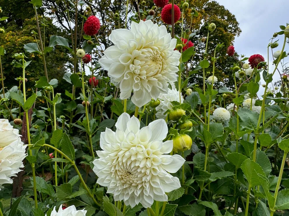 Dahlia 'AC Salt' 03.jpeg