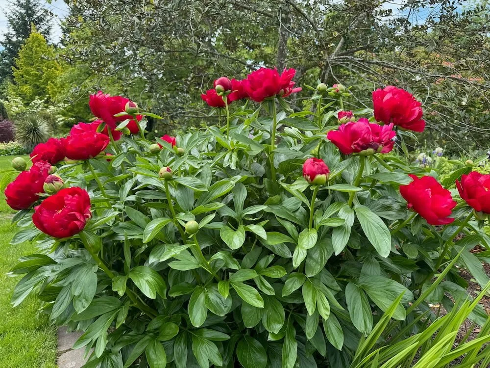 Paeonia lactiflora 'Nippon Beauty' 07.jpeg