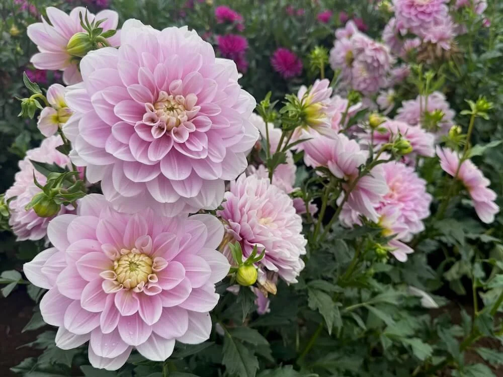 Dahlia 'Randi Dawn' 03.jpeg