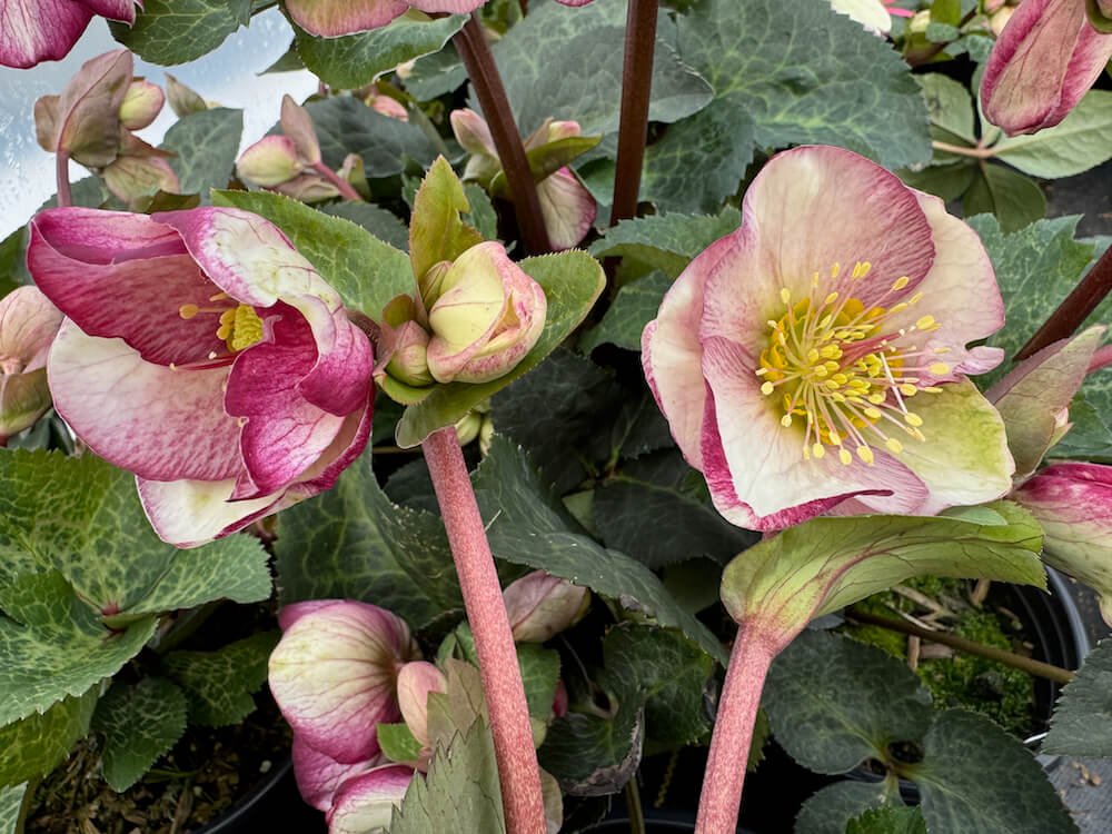 Helleborus x Frostkiss 'Glenda's Gloss' 04.jpeg