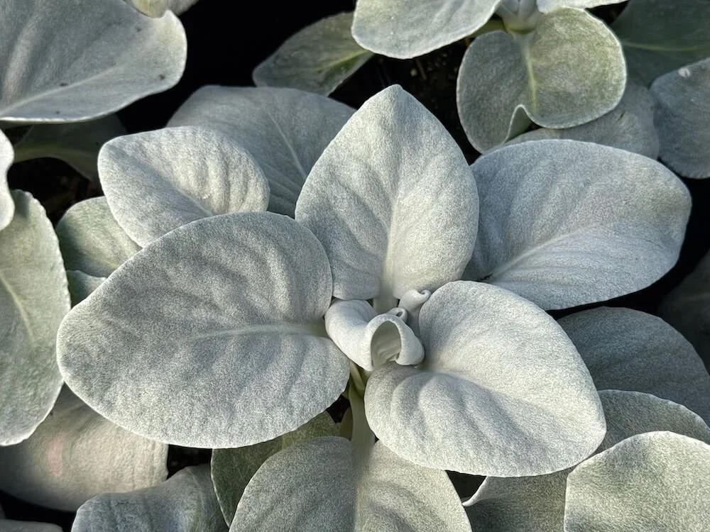 Senecio candicans 'Angel Wings' 01.jpeg