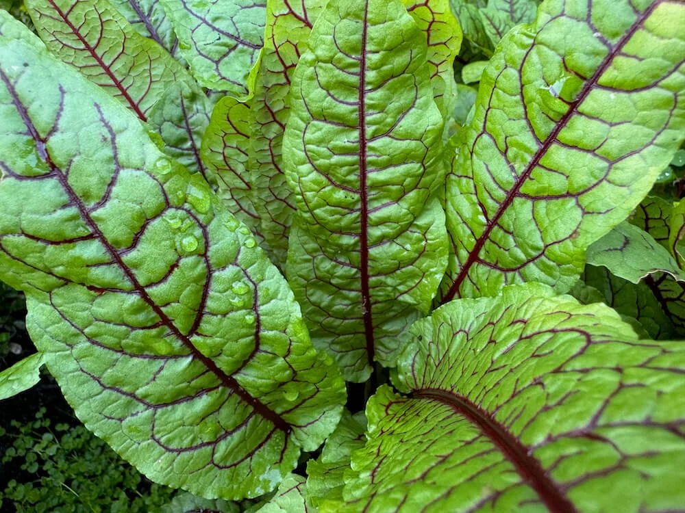 Rumex sanguineus 03.jpeg