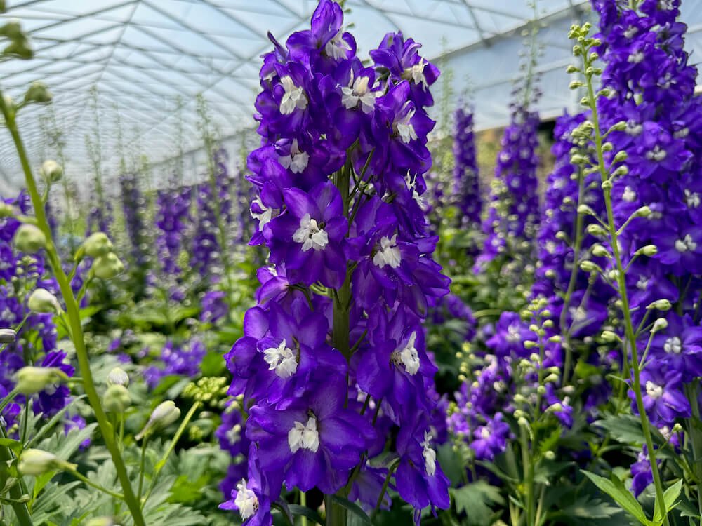 Delphinium elatum 'Aurora Deep Purple' 04.jpeg