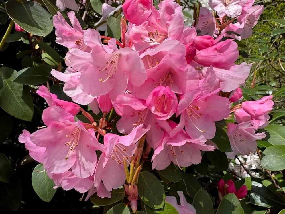 Rhododendron 'Bow Bells' 02.jpeg