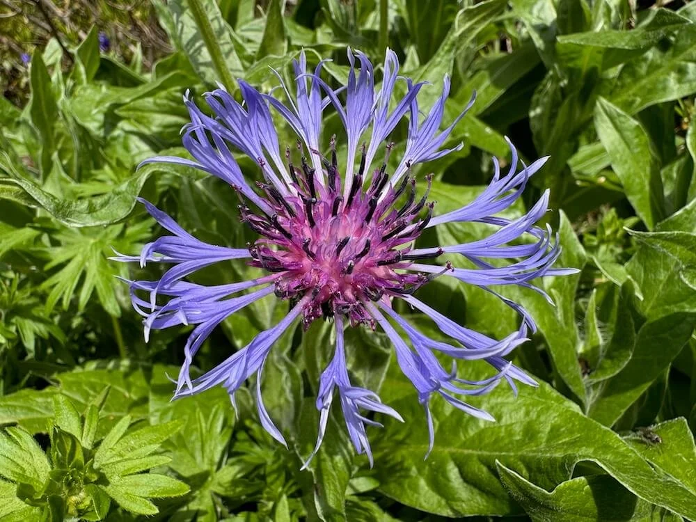 Centaurea montana 04.jpeg