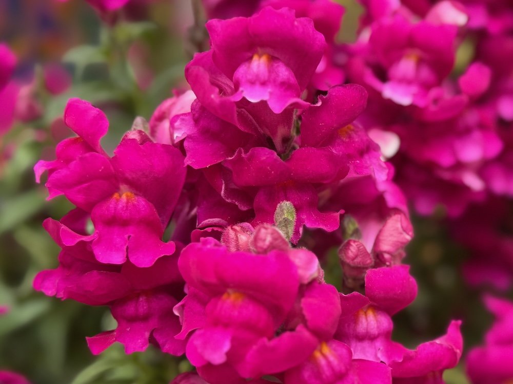 Antirrhinum majus 'Snapshot Burgundy' 02.jpeg