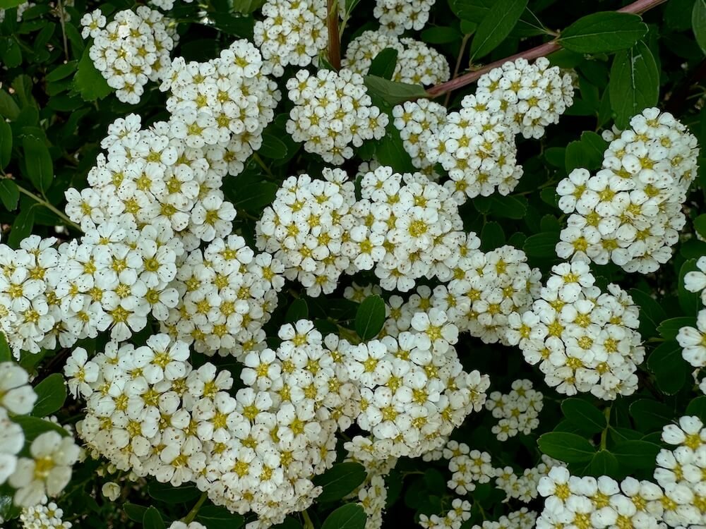 Spiraea nipponica 01.jpeg