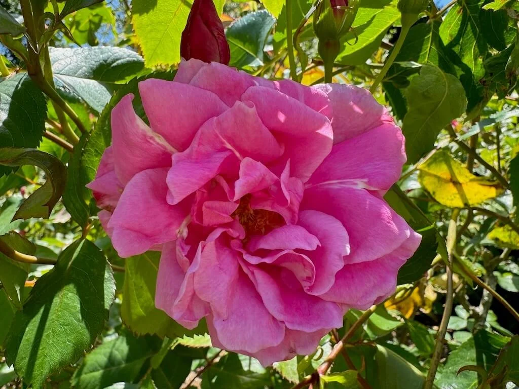 Rosa 'Bucbi' 03.jpeg