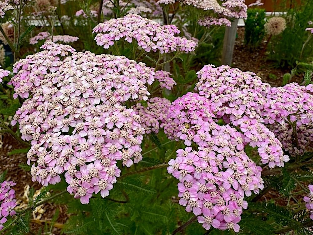 Achillea millefolium 'Lilac Beauty' 01.jpeg