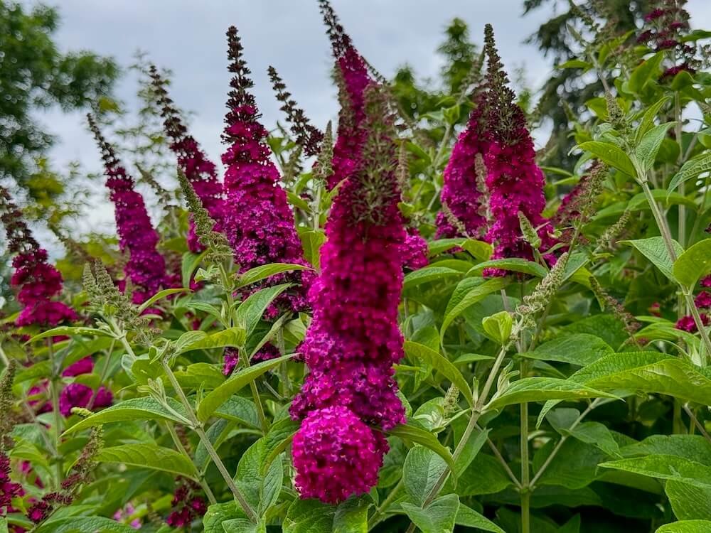Buddleia davidii 'Miss Molly' 02.jpeg