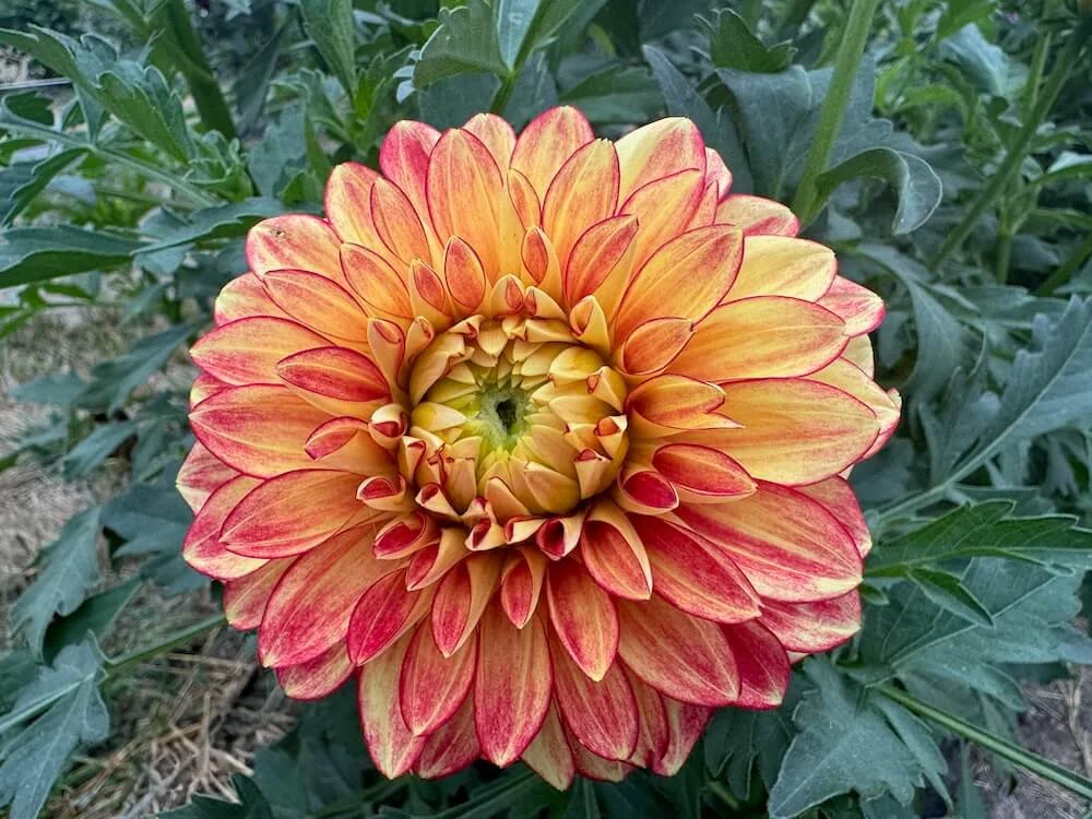 Dahlia 'Lady Darlene' | Lady Darlene Dahlia