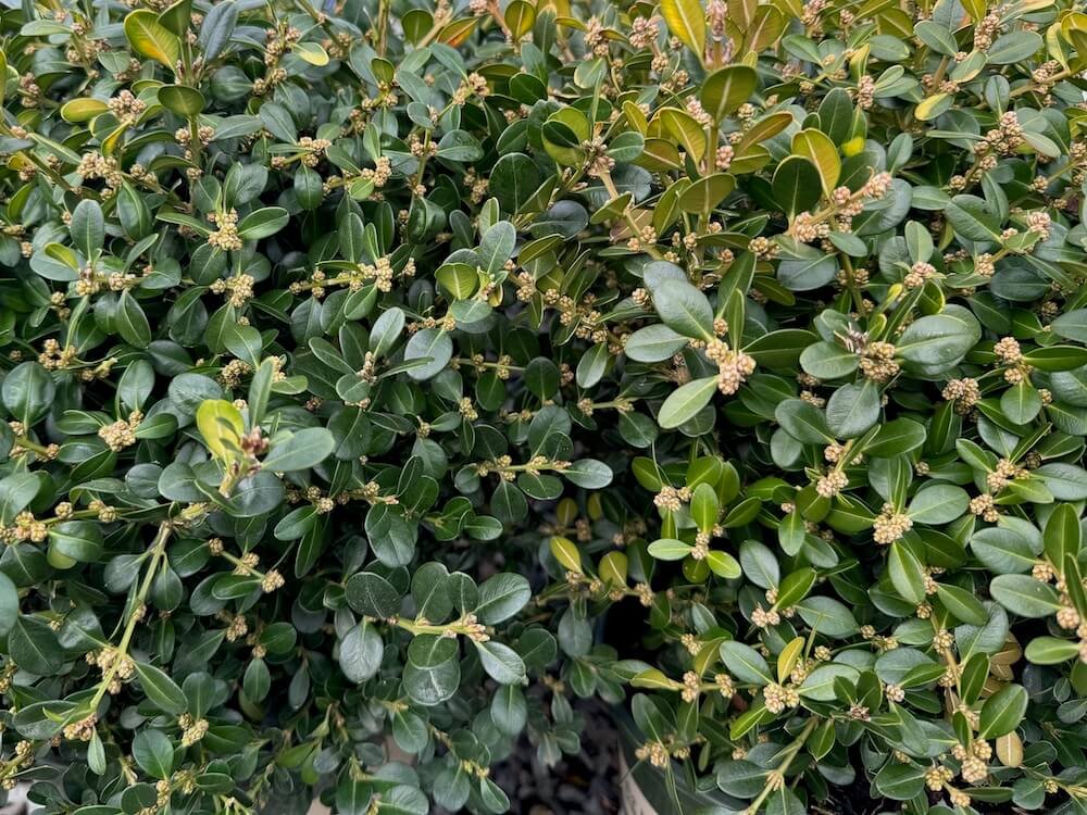 Buxus microphylla var. japonica 'Green Beauty' 02.jpeg