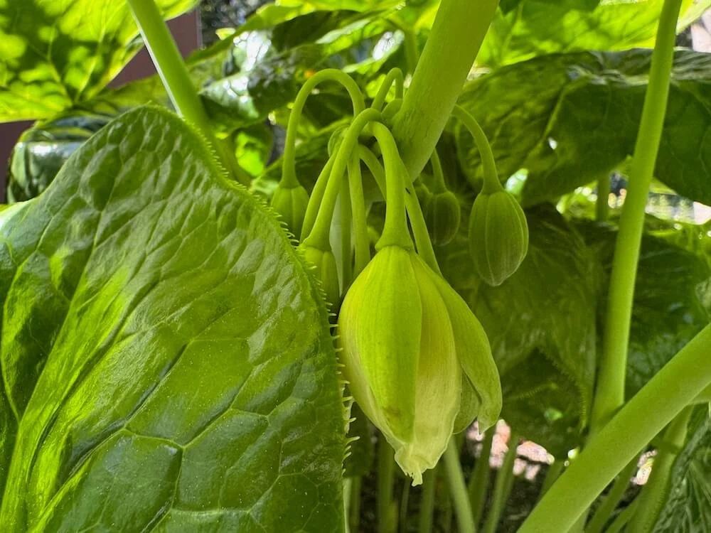 Podophyllum pleianthum 'Snowfall' 03.jpeg