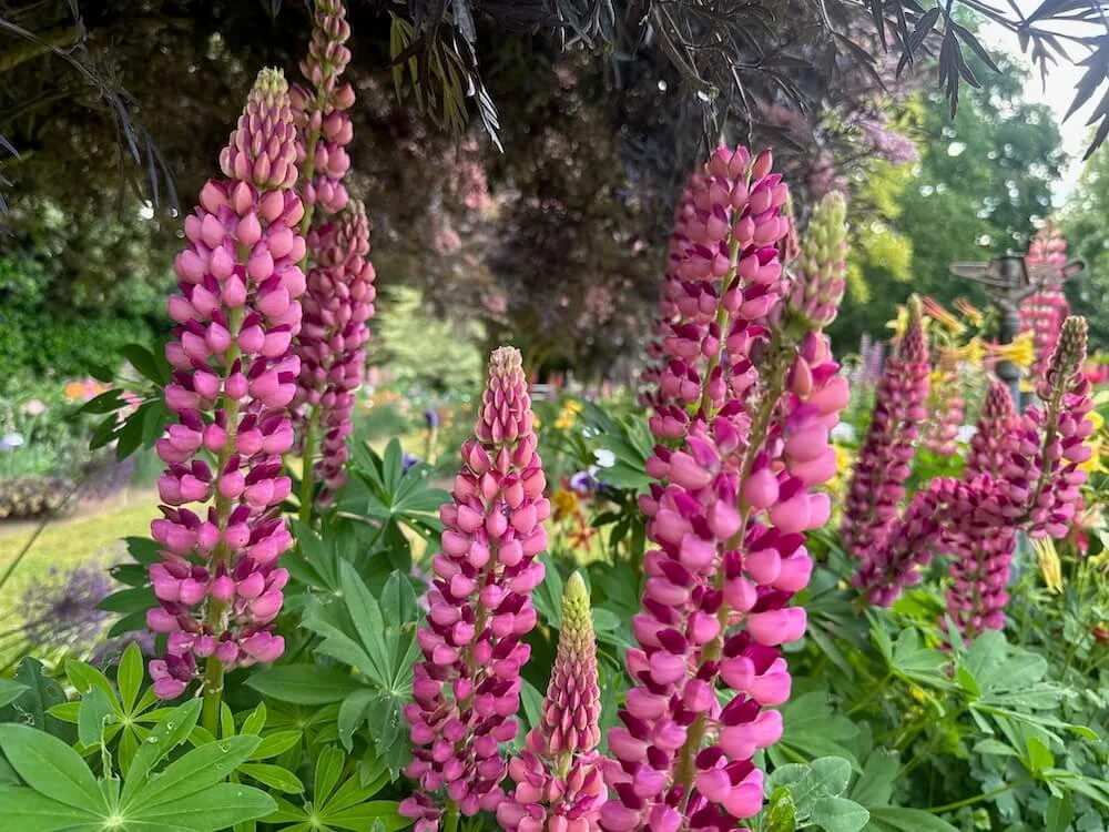 Lupinus hartwegii 'Legandary Rose Shades' 02.jpeg