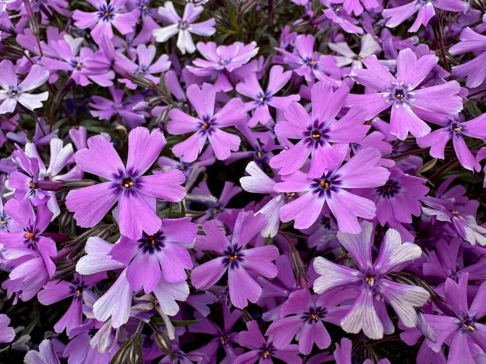 Phlox subulata 'Purple Beauty' | Purple Beauty Creeping Phlox