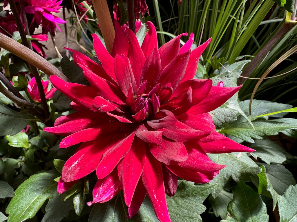 Dahlia 'Karma Cabernet' 01.jpeg