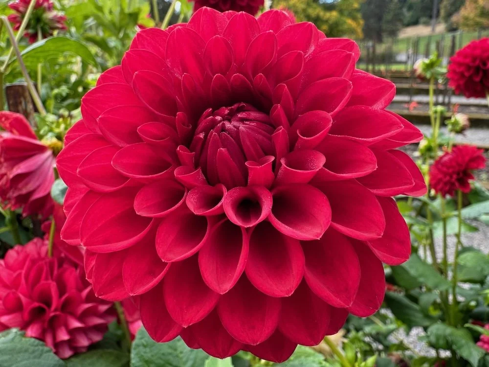 Dahlia 'Dori T' 02.jpeg