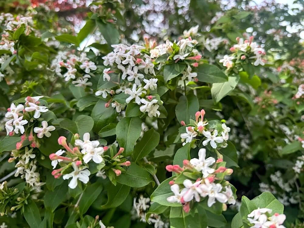 Abelia mosanensis 'Monia' 02.jpeg