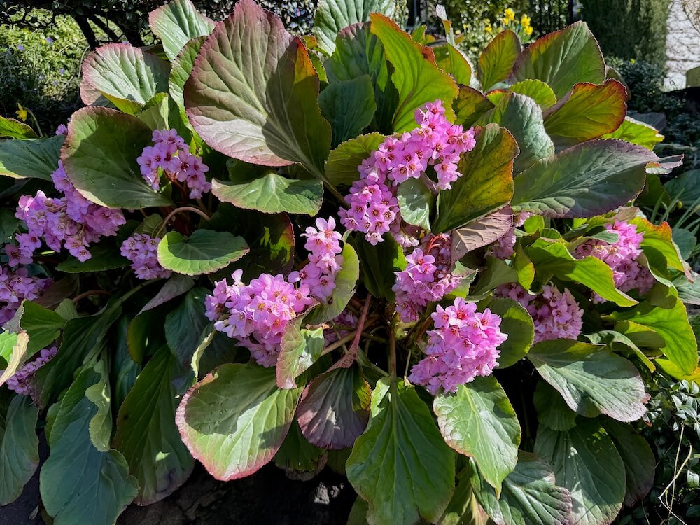 Bergenia cordifolia 03.jpeg