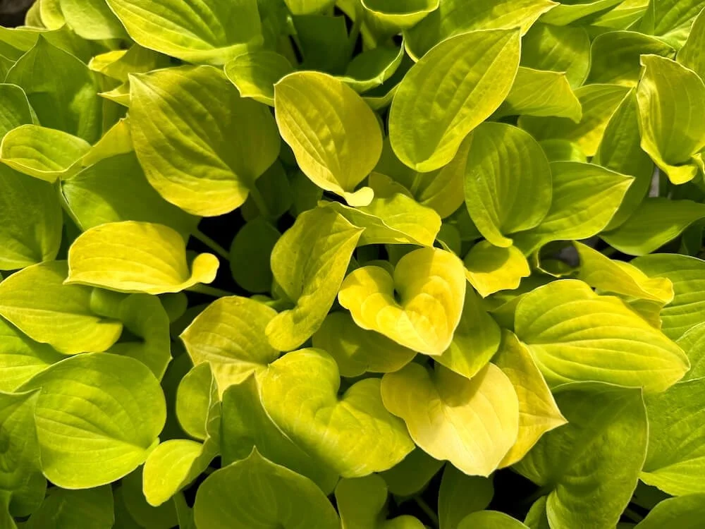 Hosta 'Amber Tiara' 03.jpeg