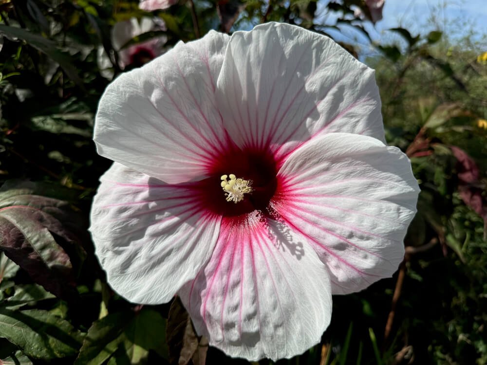 Hibiscus x moscheutos 'Kopper King' 02.jpeg