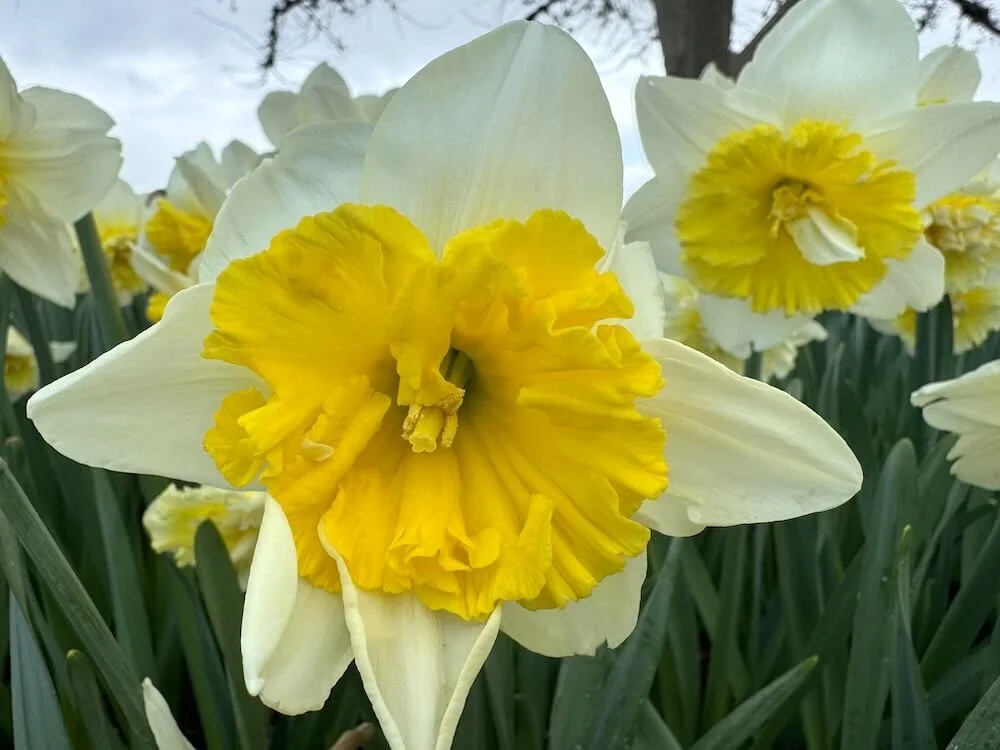 Narcissus 'Ice Follies' 02.jpeg