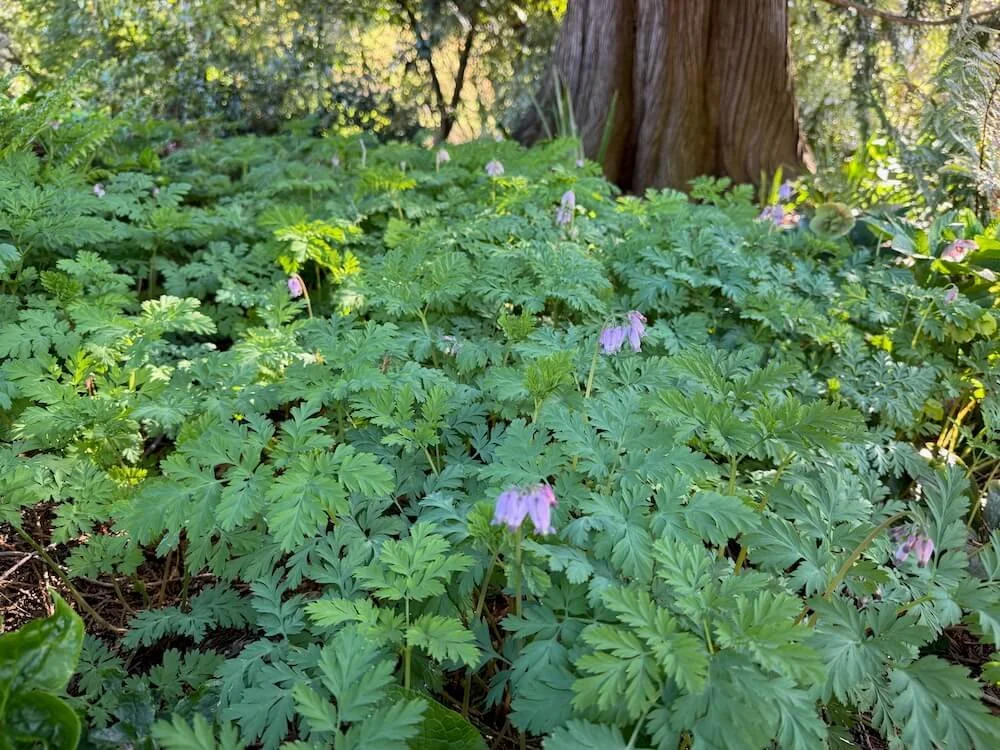 Dicentra formosa 02.jpeg