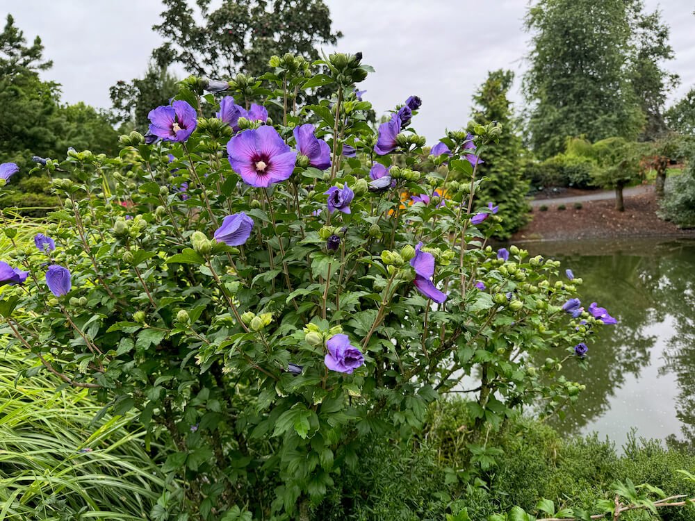 Hibiscus syriacus 'Minsyble9' 04.jpeg