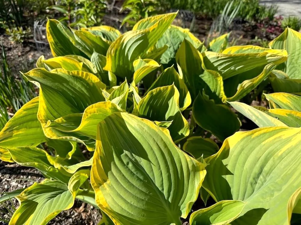 Hosta 'Sagae' 02.jpeg