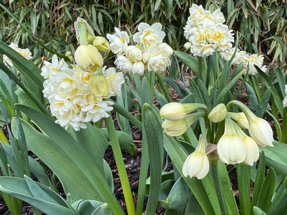 Narcissus 'Erlicheer' 03.jpeg